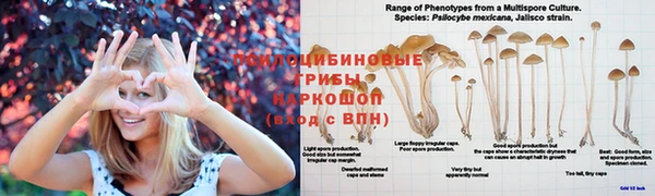 индика Белокуриха